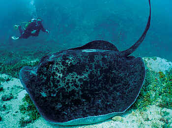 Constance Tsarabanjina: Manta Constance Tsarabanjina: Manta