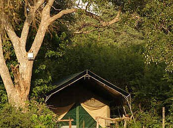 Elephant Valley Lodge: Gästezelt Elephant Valley Lodge: Gästezelt