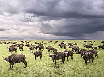 Governors' Il Moran Camp: Büffel