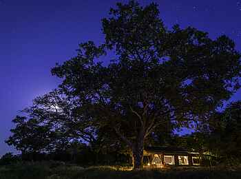 John's Camp: Mondlicht über einem Baum