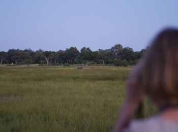 Kanana-Nyana-Camp: Game Drive