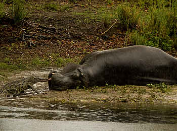 Leopard Lodge: Gefundenes Fressen