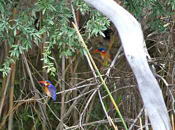 Lianshulu Lodge: Haubenzwergfischer Lianshulu Lodge: Haubenzwergfischer