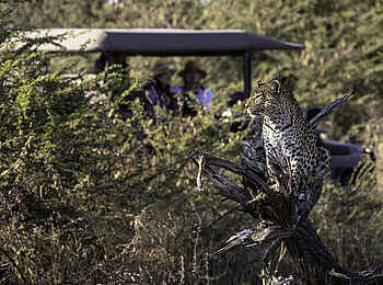 Little Mombo Camp: Game Drive