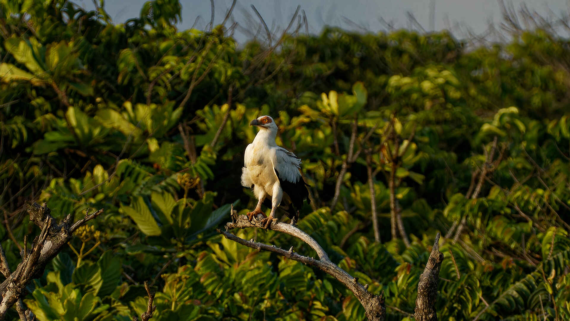 Loango Savannah Camp: Seeadler