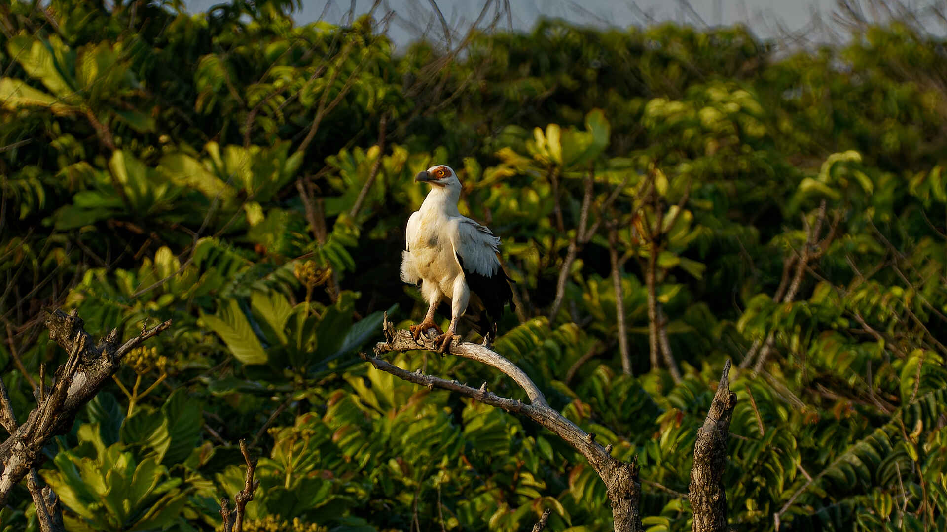 Loango Savannah Camp: Seeadler