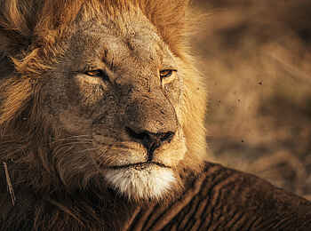 Mbamba: Ein stattlicher Löwe Mbamba: Ein stattlicher Löwe