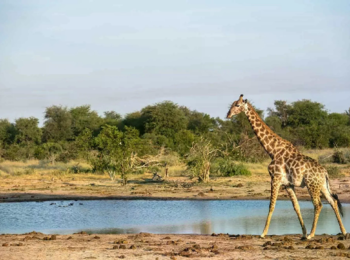 Mogogelo Camp: Giraffe am Wasser Mogogelo Camp: Giraffe am Wasser