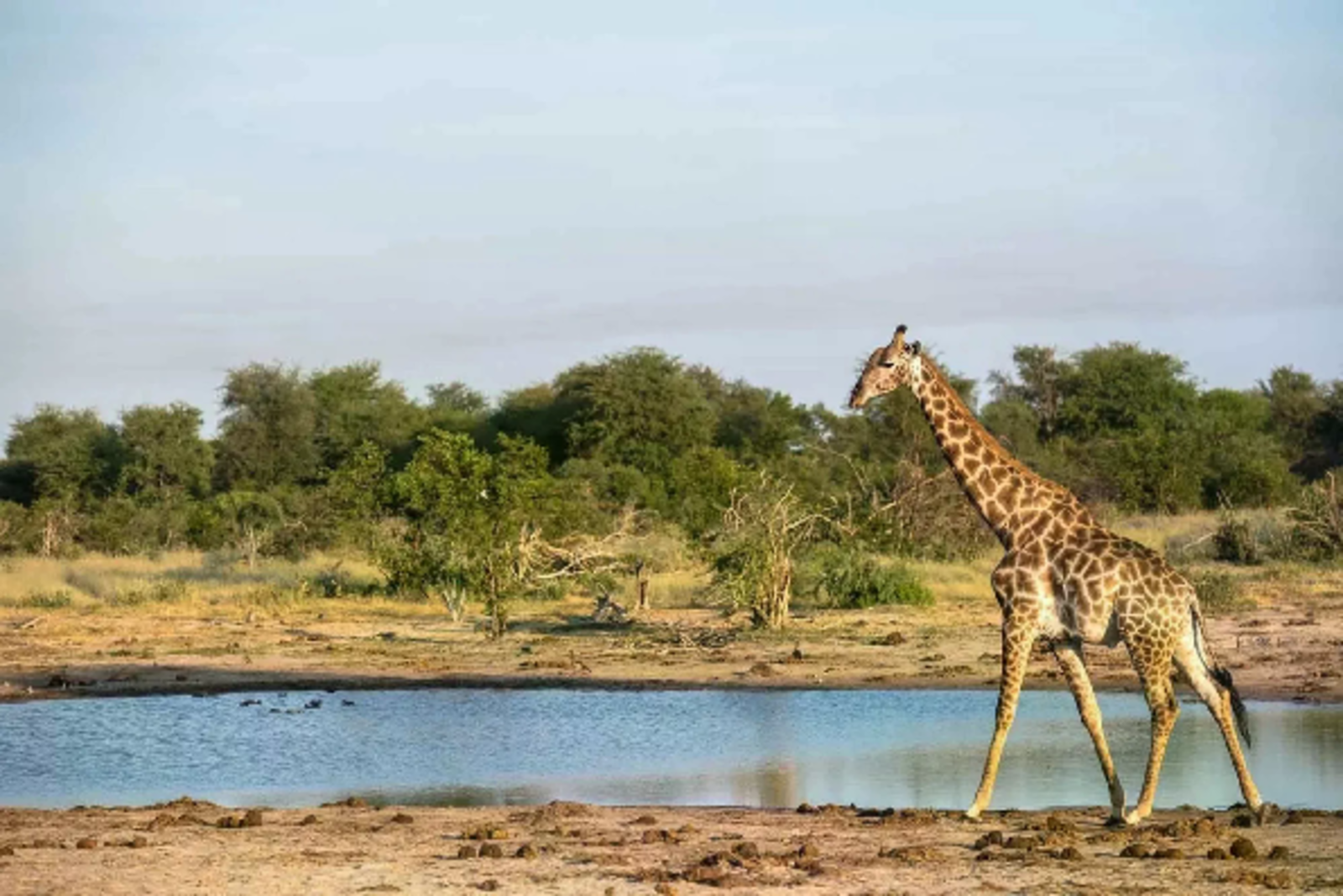 Mogogelo Camp: Giraffe am Wasser Mogogelo Camp: Giraffe am Wasser