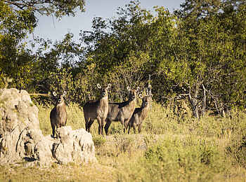 Monachira Camp: Wasserböcke Monachira Camp: Wasserböcke