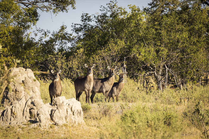 Monachira Camp: Wasserböcke Monachira Camp: Wasserböcke