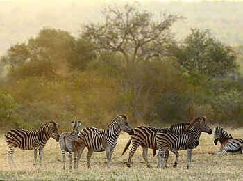 Motswari Game Lodge: Zebraherde