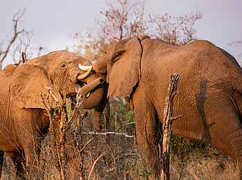 Mpala Jena Camp: Rangelei unter Elefanten Mpala Jena Camp: Rangelei unter Elefanten