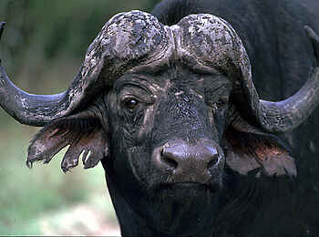 Muchenje Safari Lodge: Büffel mit zerfetzten Ohren