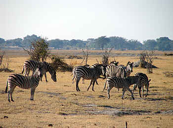 Muchenje Safari Lodge: Zebras