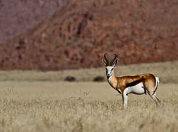 Namtib Desert Lodge: Springbock