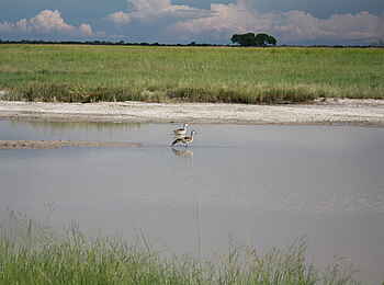 Nata Bird Sanctuary: Nilgänse Nata Bird Sanctuary: Nilgänse