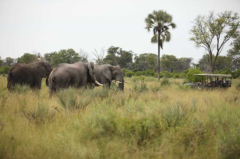 Nxabega Okavango Tented Camp: Elefantengruppe und Safarifahrzeug Nxabega Okavango Tented Camp: Elefantengruppe und Safarifahrzeug