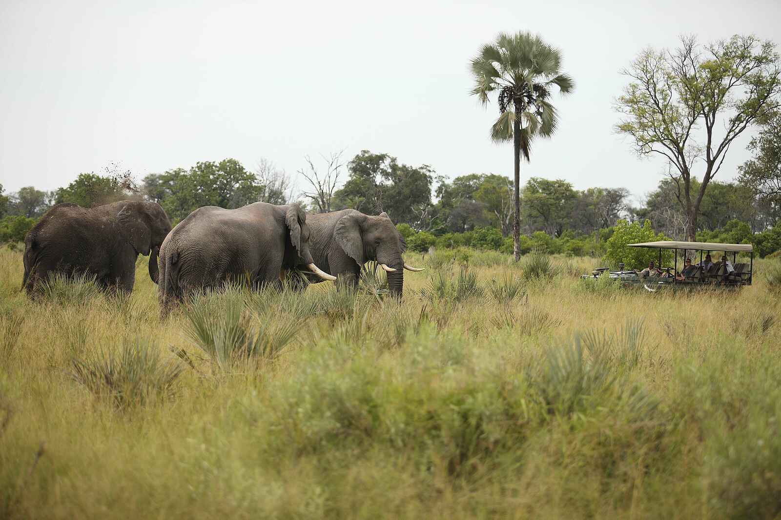 Nxabega Okavango Tented Camp: Elefantengruppe und Safarifahrzeug Nxabega Okavango Tented Camp: Elefantengruppe und Safarifahrzeug