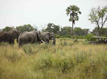 Nxabega Okavango Tented Camp: Elefantengruppe und Safarifahrzeug
