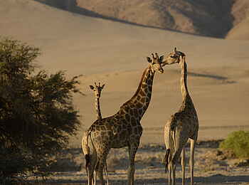 Okahirongo Elephant Lodge: Die Giraffen der Wüste Okahirongo Elephant Lodge: Die Giraffen der Wüste