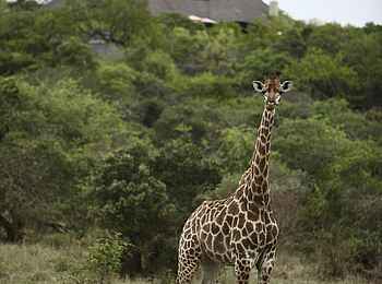 Phinda Mountain Lodge: Giraffe Phinda Mountain Lodge: Giraffe