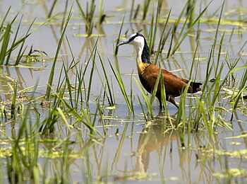 Robin Pope River Journeys: African Jacana