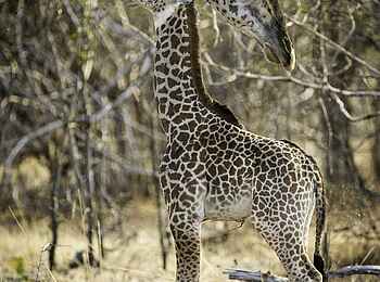 Robin Pope Safaris: Giraffenbaby