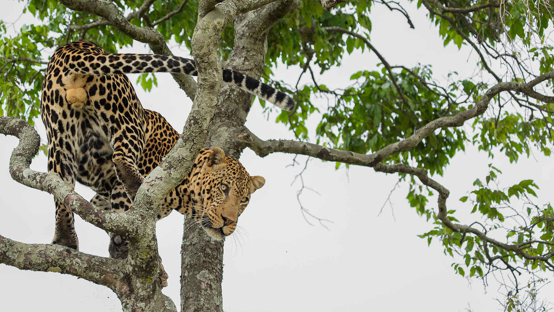 Roving Bushtops Camp: Leopard bushtops camps, roving bushtops camp, serengeti nationalpark, tansania, leopard, wildtiere, afrikarma, afrikarma safaris, afrikarma safaris - wildnis. hautnah., afrikarma.de