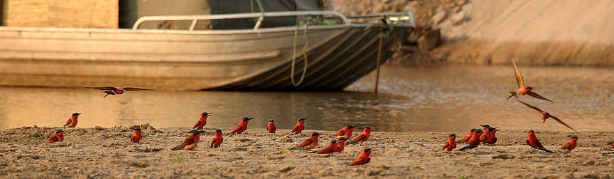 Shenton Carmine Bee Eater Hide: Auf der Sandbank Shenton Carmine Bee Eater Hide: Auf der Sandbank