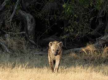 Shinde Footsteps: Hyäne Shinde Footsteps: Hyäne
