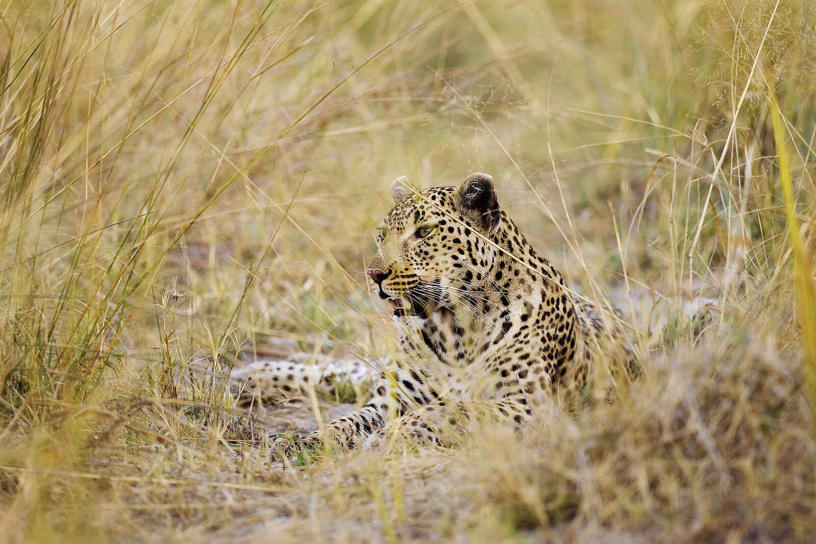 Shinde Lodge: Leopard im Gras Shinde Lodge: Leopard im Gras