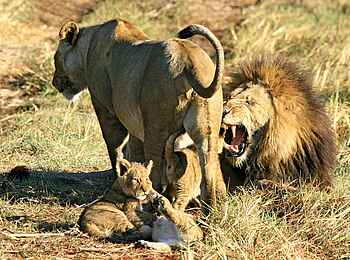 Shumba Camp: Löwenrudel mit Jungen Shumba Camp: Löwenrudel mit Jungen