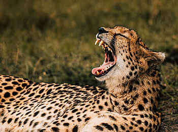 Soroi Mara Bush Camp: Gähnender Gepard