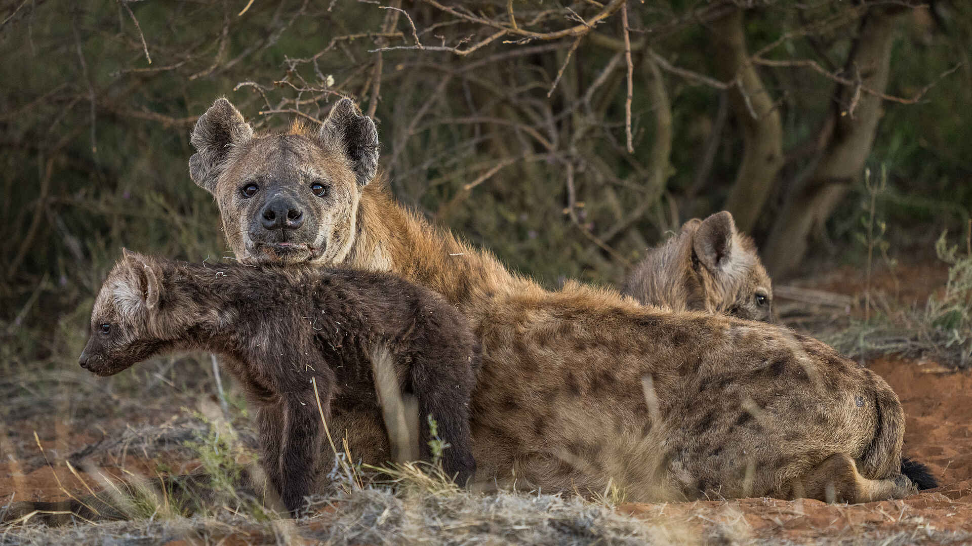 The Motse Tswalu: Tüpfelhyänen