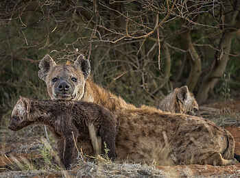 The Motse Tswalu: Tüpfelhyänen The Motse Tswalu: Tüpfelhyänen
