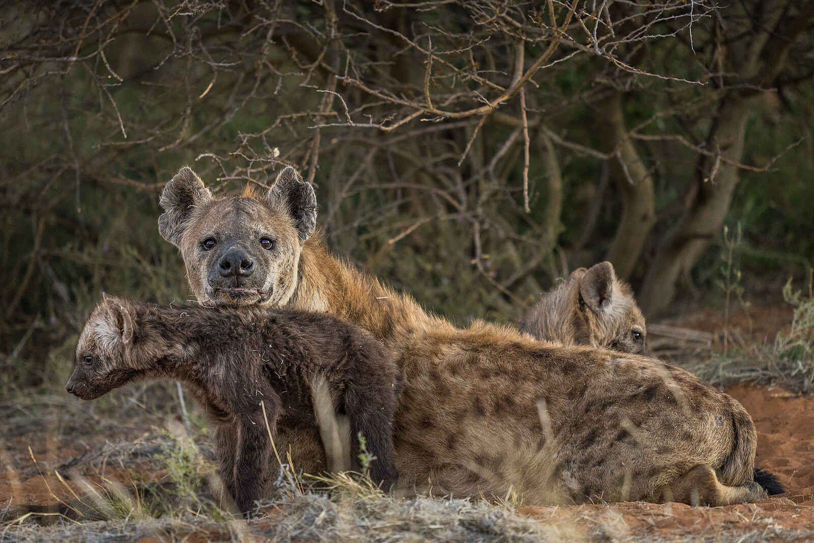 The Motse Tswalu: Tüpfelhyänen The Motse Tswalu: Tüpfelhyänen