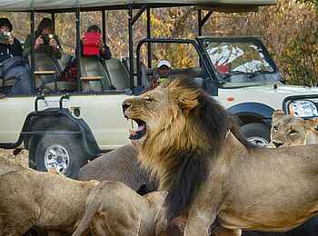 The Old House: Löwensichtung bei einer Pirschfahrt The Old House: Löwensichtung bei einer Pirschfahrt