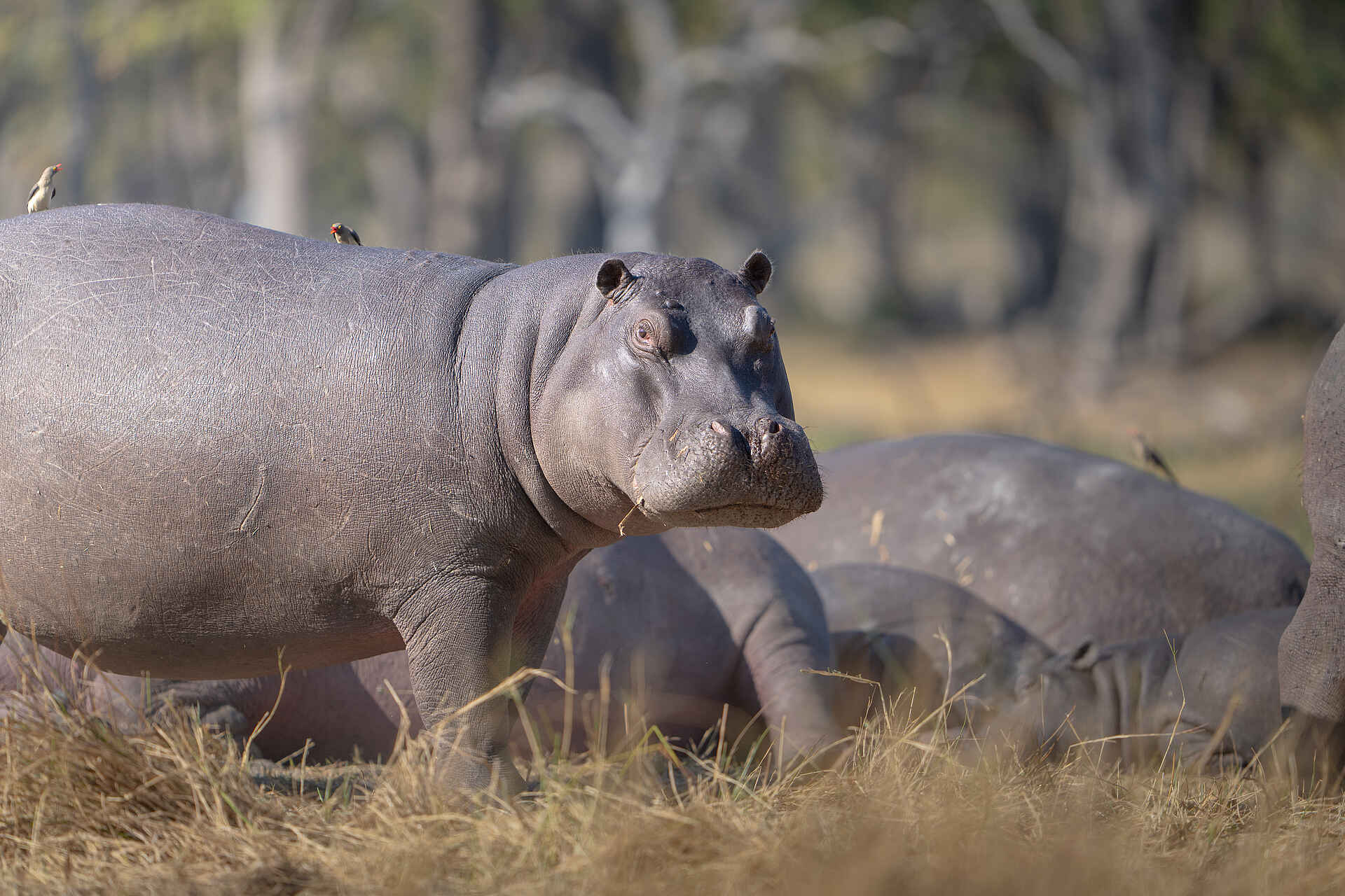 Xugana Island Lodge: Ein Nilpferd