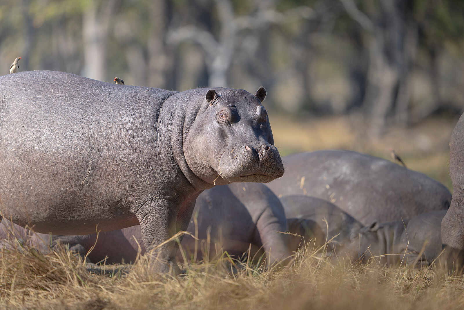 Xugana Island Lodge: Ein Nilpferd Xugana Island Lodge: Ein Nilpferd