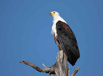Bumi Hills Safari Lodge: Fish Eagle Bumi Hills Safari Lodge: Fish Eagle