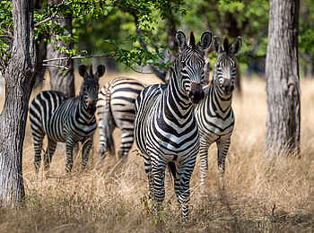 Kuthengo Camp: Zebras Kuthengo Camp: Zebras