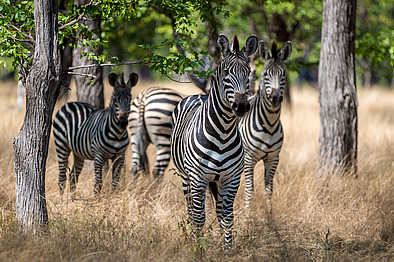 Kuthengo Camp: Zebras