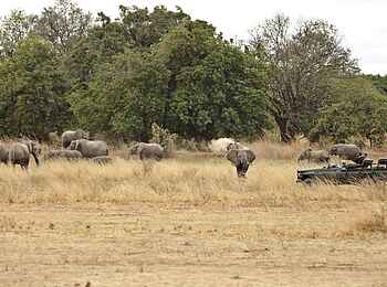 Lion Camp: Elefanten in der Landschaft