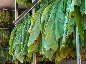 Musangano Lodge: Frischer Tabak