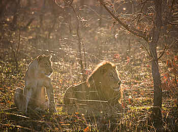 Ntemwa Busanga Bushcamp: Aufmerksames Löwenpärchen