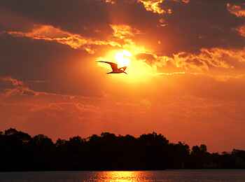Ntemwa Busanga Bushcamp: Scherenschnabel beim Sonnenuntergang