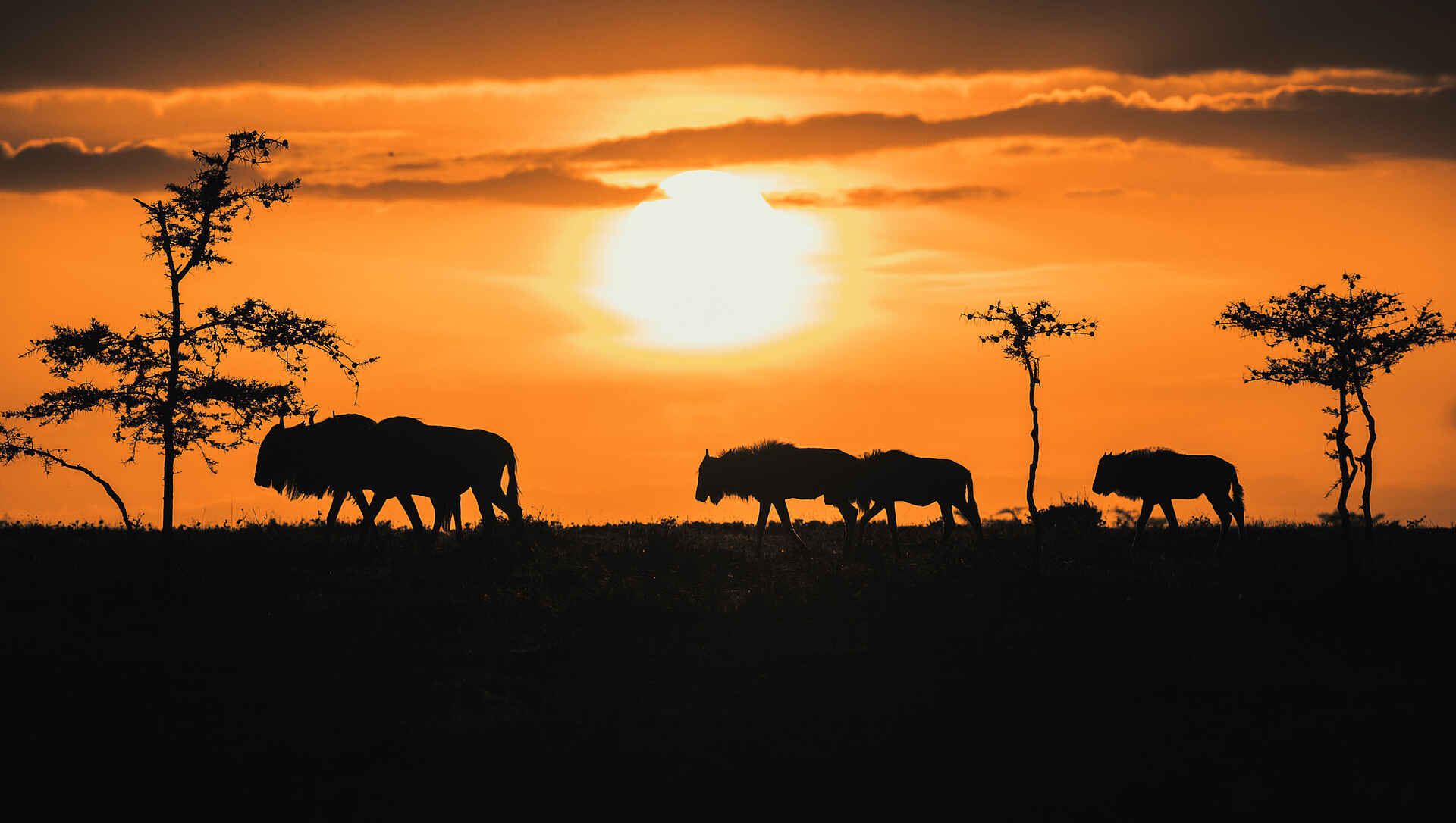 Afrikarma, Afrikarma. Wildnis. Hautnah, Camp, Game Drive, Kenia, Kenya, Lodge, Maasai, Masai Mara, Ol Seki, Pirschfahrt, www.afrikarma.de, Zeltcamp