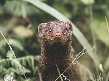 Savanna Lodge: Neugierige Manguste Savanna Lodge: Neugierige Manguste
