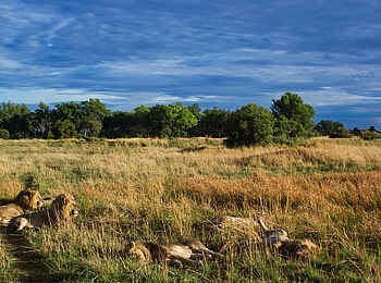 Splash Camp: Löwen ruhen im Gras